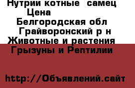 Нутрии котные ,самец › Цена ­ 22 002 500 - Белгородская обл., Грайворонский р-н Животные и растения » Грызуны и Рептилии   